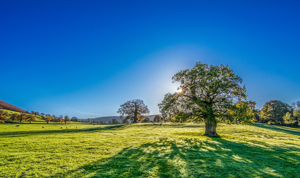 Sunshine During the Spring